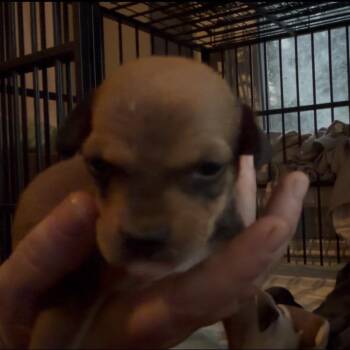 Winnie -  Shih Tzu and Pit Bull Terrier Dog for Adoption in Pittsburg, Kansas - Winnie | PetCurious