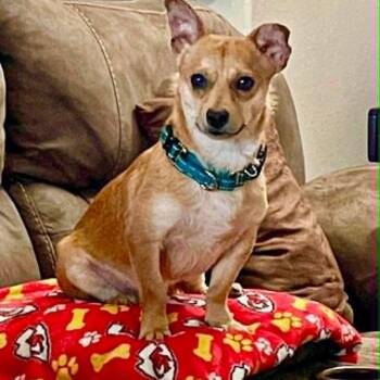 CeeLo -  Chiweenie Dog for Adoption in Justin, Texas - CeeLo | PetCurious