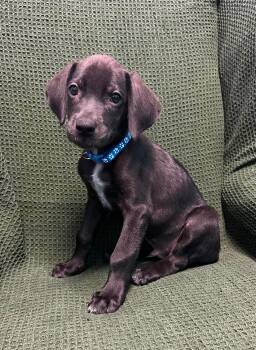 Mickey -  Black Labrador Retriever Dog for Adoption in Walker, Louisiana - Mickey | PetCurious
