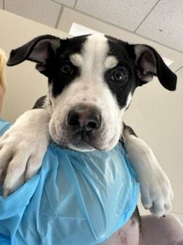 Zeus -  Pit Bull Terrier Dog for Adoption in Santa Rosa, California - Zeus | PetCurious