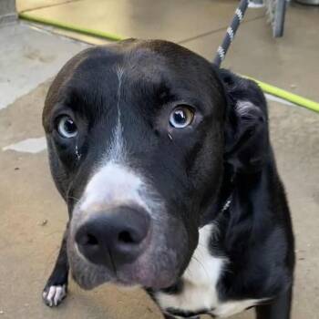 Rescue Black Labrador Retriever Dogs for Adoption in Jacksonville, Arkansas - Cody | PetCurious