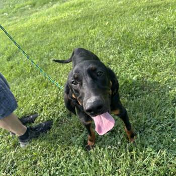 Tod -  Coonhound Dog for Adoption in Batavia, Ohio - Tod | PetCurious