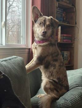 Catahoula Leopard Dog Dogs Available for Adoption in Sadler, Texas - Sadie | PetCurious