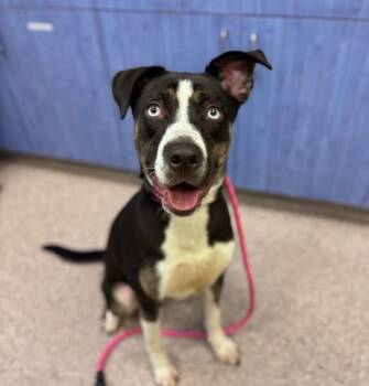 Husky and Mixed Breed Dogs Available for Adoption in Disputanta, Virginia - Aqua | PetCurious