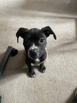 Mixed Breed Dogs Available for Adoption - Yoda | PetCurious