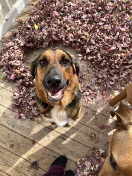 Rescue Bloodhound and Coonhound Dogs for Adoption in Boulder, Colorado - Sidney | PetCurious