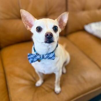 Chihuahua and Rat Terrier Dogs Available for Adoption in Friendswood, Texas - Bruce The Beloved | PetCurious