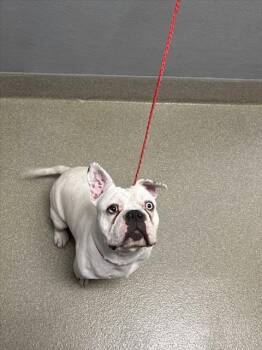 Rescue French Bulldog and Mixed Breed Dogs for Adoption in Las Vegas, Nevada - GHOST | PetCurious