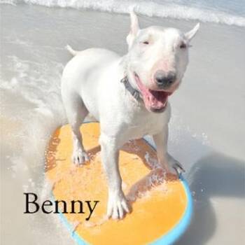 Rescue Bull Terrier Dogs for Adoption in Palm Desert, California - Benny | PetCurious