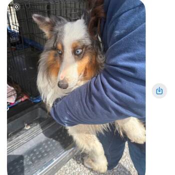 Shetland Sheepdog Sheltie Dogs Available for Adoption in Normal, Illinois - Moon | PetCurious