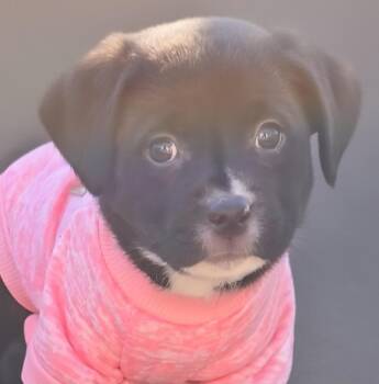 Rescue Pit Bull Terrier and Mixed Breed Dogs for Adoption in Normal, Illinois - Quesarito | PetCurious