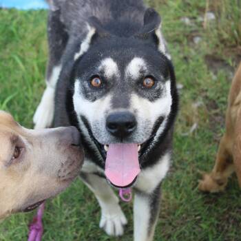 Chewy -  Husky and Shepherd Dog for Adoption in Hattiesburg, Mississippi - Chewy | PetCurious