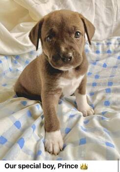 Hound Dogs Available for Adoption - Charming | PetCurious