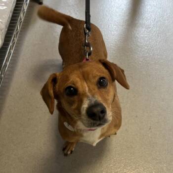 Mixed Breed Dogs Available for Adoption in Hampton Bays, New York - Athena | PetCurious