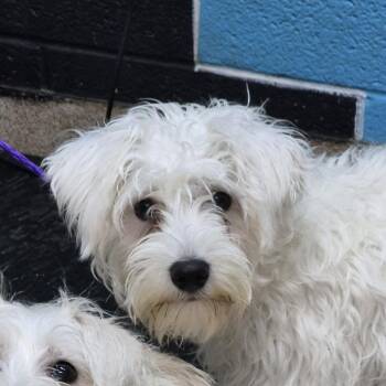 Schnauzer and Poodle Dogs Available for Adoption in Ardmore, Oklahoma - Spirt | PetCurious