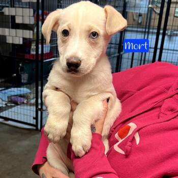 Feist Dogs Available for Adoption in Parkersburg, West Virginia - Mort | PetCurious