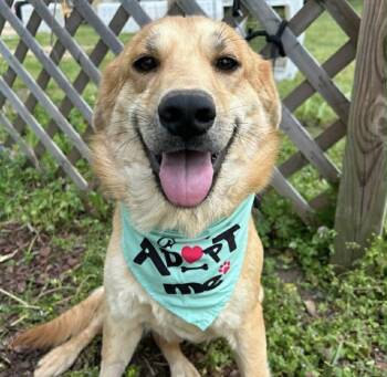 Golden Retriever Dogs Available for Adoption in Manchester, New Hampshire - Aggie In NH! Come Meet Our Adoptable Dogs Wednesday-Saturday. Mo | PetCurious