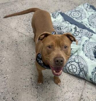 Mixed Breed Dogs Available for Adoption in West Chester, Pennsylvania - Crimson | PetCurious