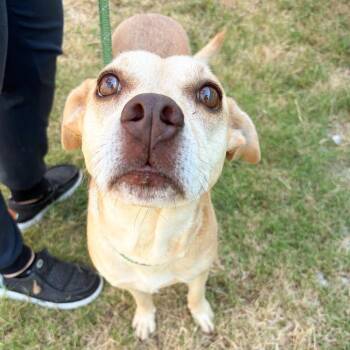 Pancake -  Labrador Retriever and Mixed Breed Dog for Adoption in Tulsa, Oklahoma - Pancake | PetCurious