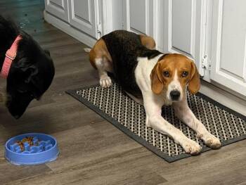 Latte - Toy Crazy -  American Foxhound Dog for Adoption in North Bay, Ontario - Latte - Toy Crazy | PetCurious