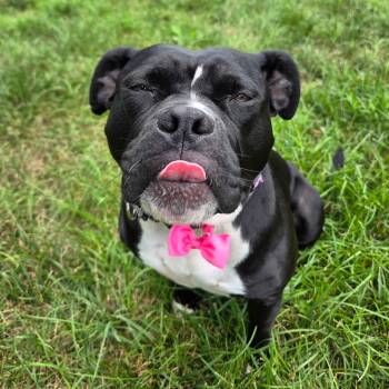 Wednesday -  Pit Bull Terrier Dog for Adoption in Richmond, Virginia - Wednesday | PetCurious