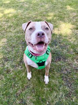 Pit Bull Terrier Dogs Available for Adoption in New Boston, New Hampshire - Heather* Courtesy Post | PetCurious