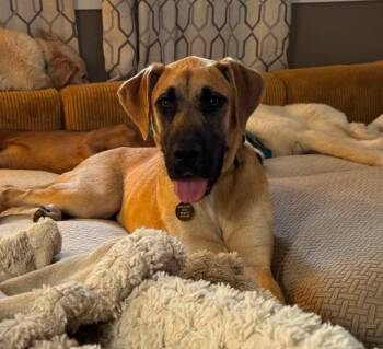 Sapphire -  Great Dane Dog for Adoption in Eutawville, South Carolina - Sapphire | PetCurious