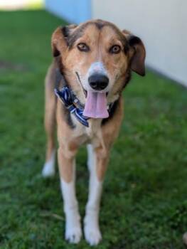 Tiny -  Mixed Breed Dog for Adoption in Gulfport, Mississippi - Tiny | PetCurious