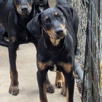 Rescue Hound Dogs for Adoption in Bella Vista, Arkansas - Duke | PetCurious