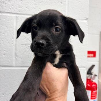 DDB Pup 2 - Red -  Feist and Mixed Breed Dog for Adoption in Fairfax Station, Virginia - DDB Pup 2 - Red | PetCurious