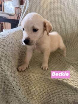 B litter Beckie -  Golden Retriever and Labrador Retriever Dog for Adoption in Semmes, Alabama - B Litter Beckie | PetCurious