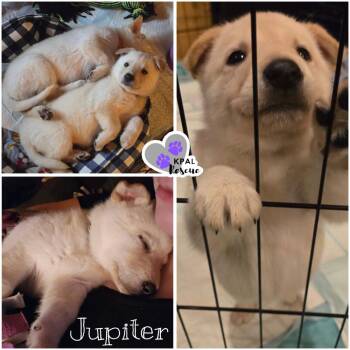Jupiter - Planet Litter -  Mixed Breed Dog for Adoption in Kenai, Alaska - Jupiter - Planet Litter | PetCurious