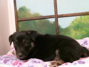 German Shepherd Dog and Mixed Breed Dogs Available for Adoption - A2066158 | PetCurious