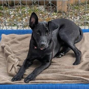 Jessie -  Black Labrador Retriever Dog for Adoption in Scottsburg, Indiana - Jessie | PetCurious