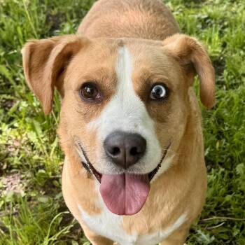 Golden Retriever and Beagle Dogs Available for Adoption in Midland, Michigan - Buddy | PetCurious