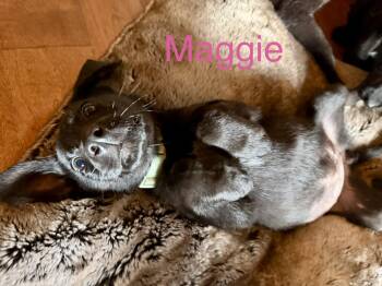 Maggie Simp -  Labrador Retriever and Shepherd Dog for Adoption in South Kingstown, Rhode Island - Maggie Simp | PetCurious