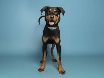 Doberman Pinscher Dogs Available for Adoption - REMY | PetCurious