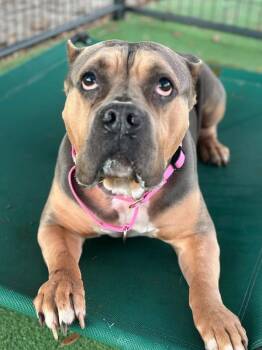 American Bulldog Dogs Available for Adoption - Bagel | PetCurious