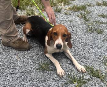Sassy -  Coonhound Dog for Adoption in Elizabethtown, North Carolina - Sassy | PetCurious