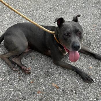 Hansen -  Weimaraner and Pit Bull Terrier Dog for Adoption in Traverse City, Michigan - Hansen | PetCurious