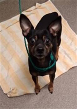 BART -  Chihuahua Dog for Adoption in Las Vegas, Nevada - BART | PetCurious