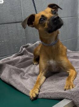 Parker -  Mixed Breed and Terrier Dog for Adoption in Port Allen, Louisiana - Parker | PetCurious