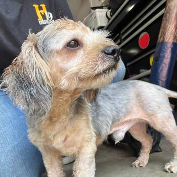 Stewie -  Maltese and Mixed Breed Dog for Adoption in Venice, Florida - Stewie | PetCurious