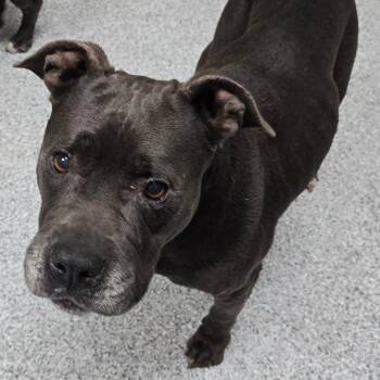 Mothball -  American Staffordshire Terrier Dog for Adoption in Grand Rapids, Michigan - Mothball | PetCurious