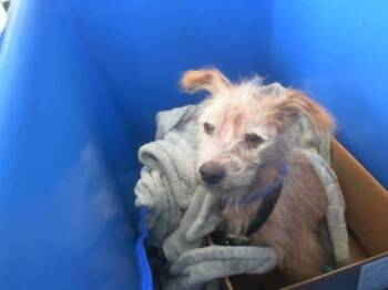 Rescue Mixed Breed Dogs for Adoption in Dallas, Texas - MAX | PetCurious