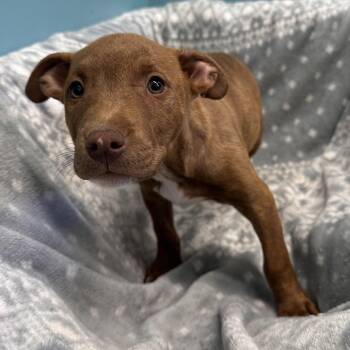 Merida -  Terrier and Mixed Breed Dog Available for Adoption in Mount Vernon, Indiana - Merida | PetCurious