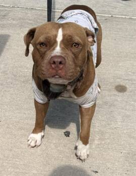 A823640 -  American Staffordshire Terrier Dog for Adoption in San Antonio, Texas - A823640 | PetCurious