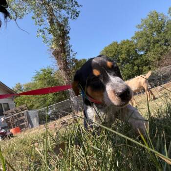 Sunny -  Australian Cattle Dog Blue Heeler Dog for Adoption in Okmulgee, Oklahoma - Sunny | PetCurious