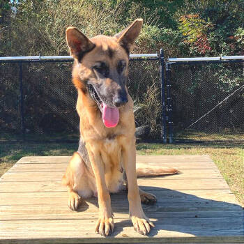 Rescue Mixed Breed Dogs for Adoption in Chattanooga, Tennessee - Harvest | PetCurious