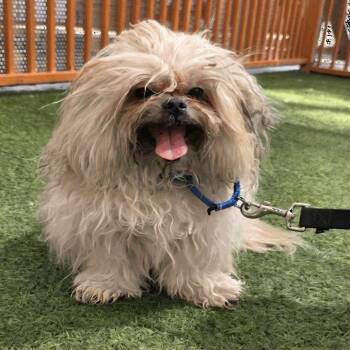 Pumba 54410 -  Maltese and Mixed Breed Dog for Adoption in Las Vegas, Nevada - Pumba 54410 | PetCurious